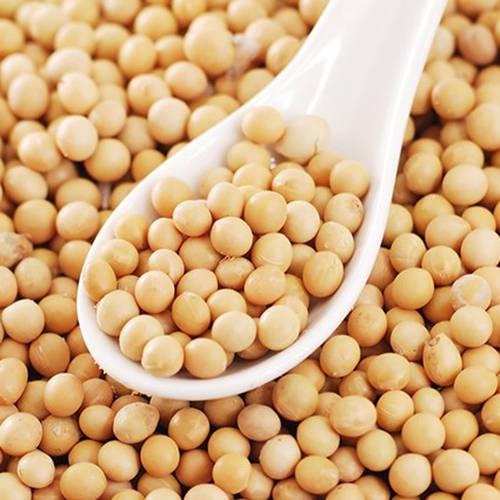 Elio Soy Beans, 500 g / 17.63 oz